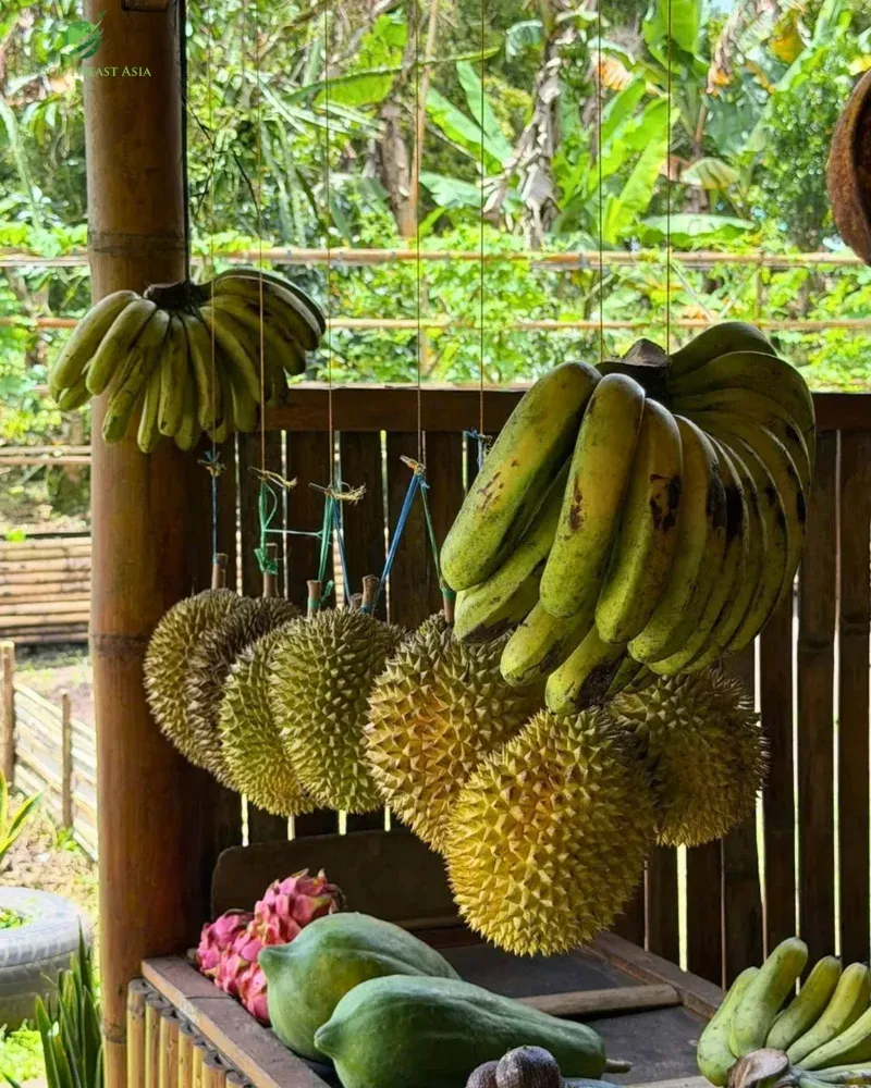 Local life and flavors—coffee, villages, and the infamous durian