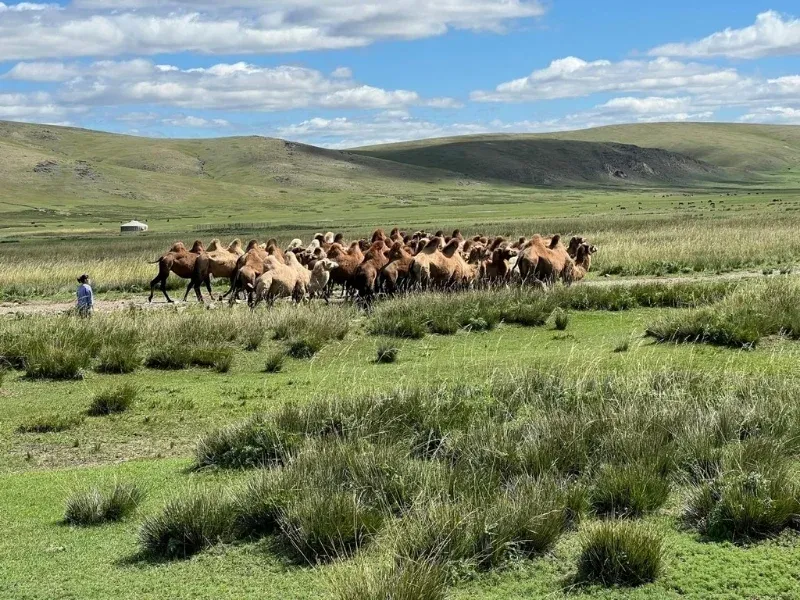 Why Visit Mongolia: Top Reasons for a Mongolia Boutique Tour