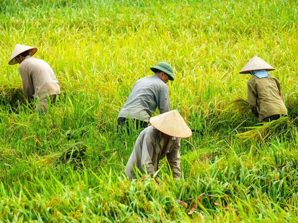 Agriculture & Nature Vietnam Tour 9 Days