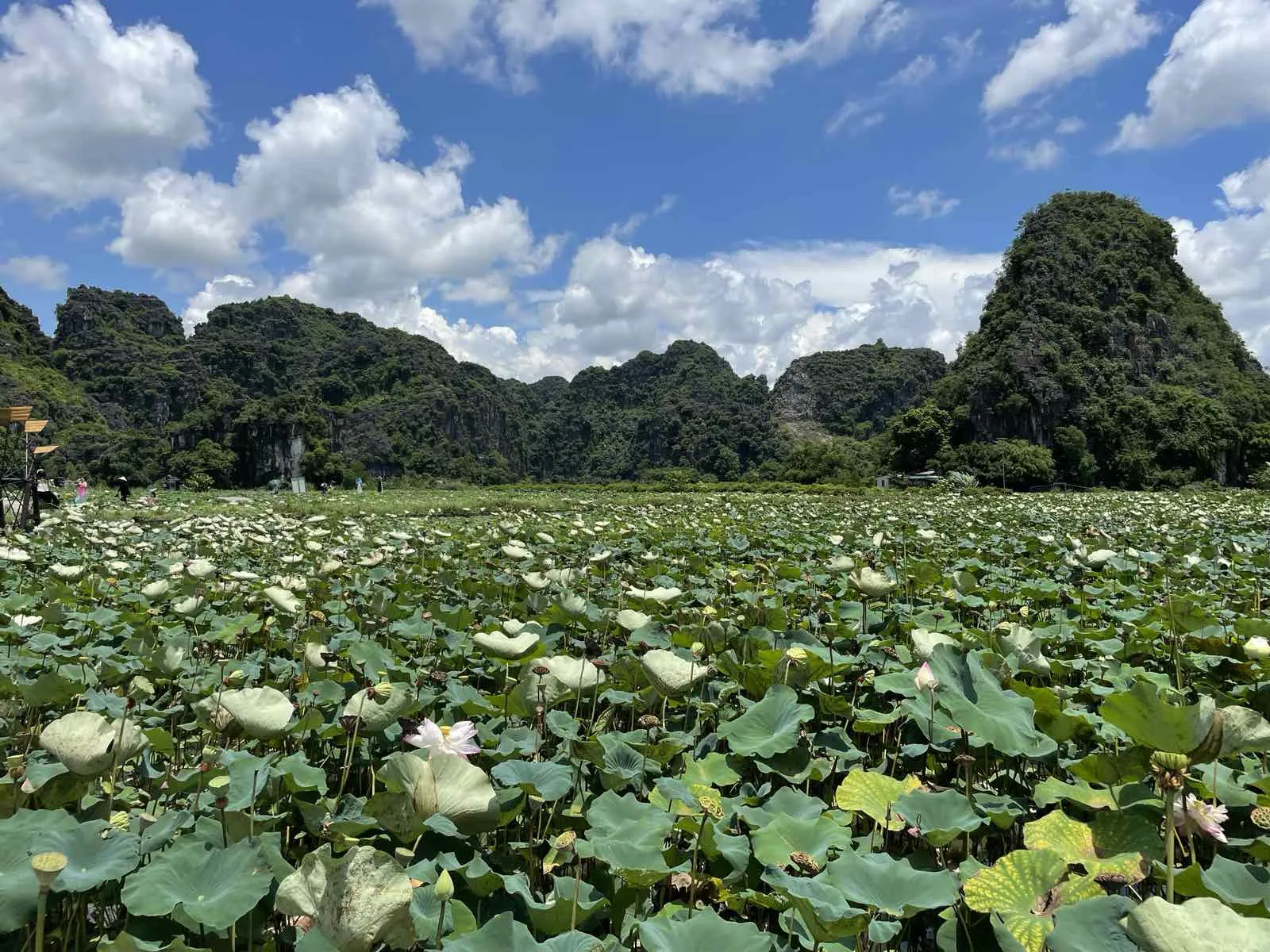 /storage/photos/29/lotus-garden-mua-cave-ninh-binh-in-july_1761547603_4YqcmiUM.webp