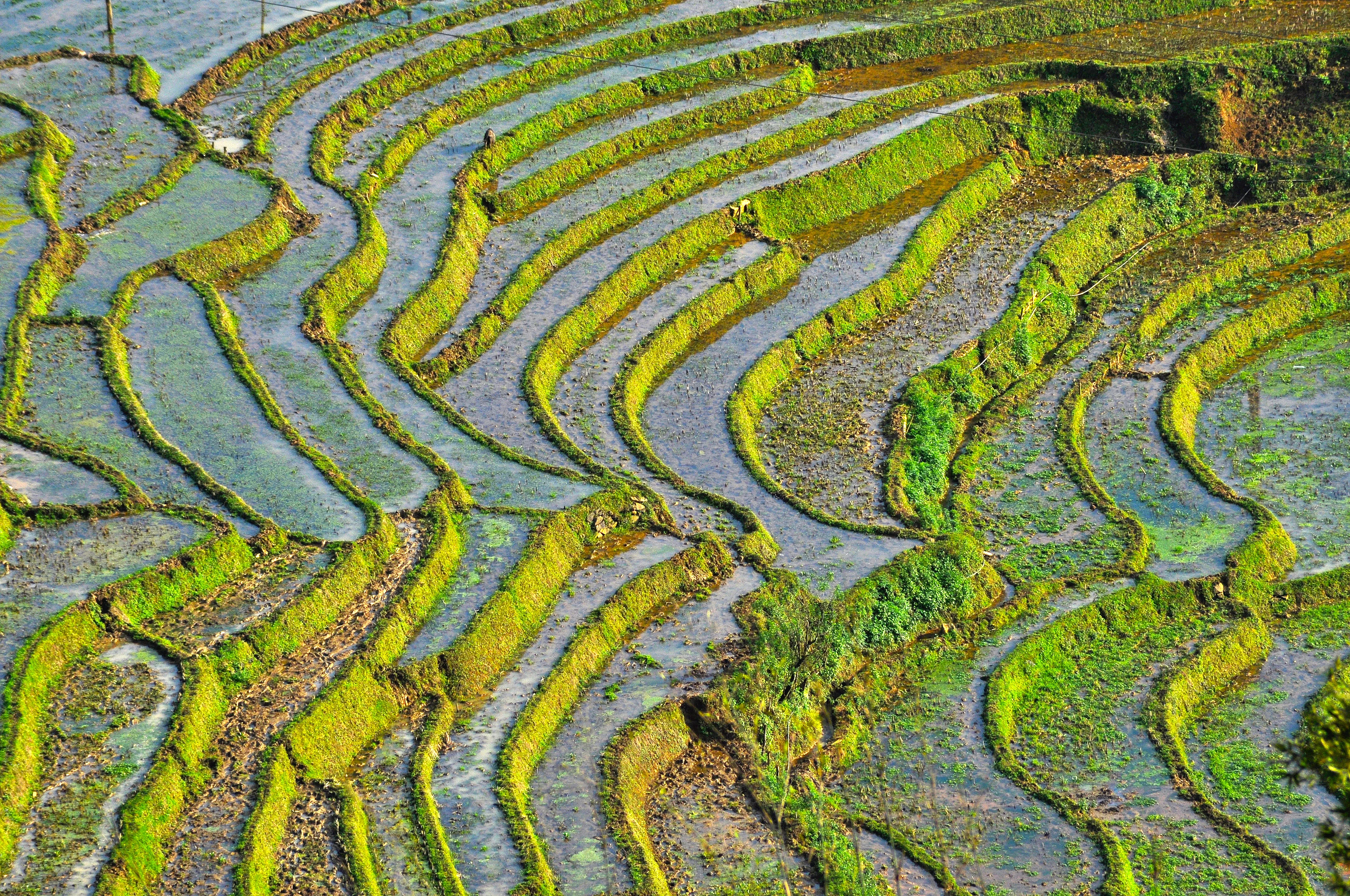 /storage/photos/29/terraced-rice-field-in-cat-cat-sa-pa-northern-viet-psysrpe_1761539607_uEx8mkc8.webp